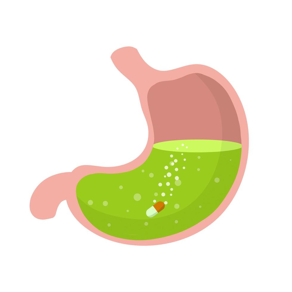 estômago e pílula. droga dissolvente. doença do órgão interno humano. vetor