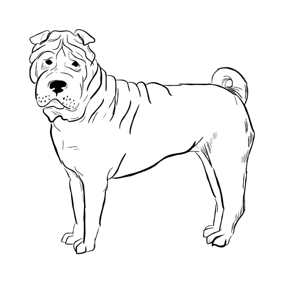 cão shar pei isolado no fundo branco. vetor