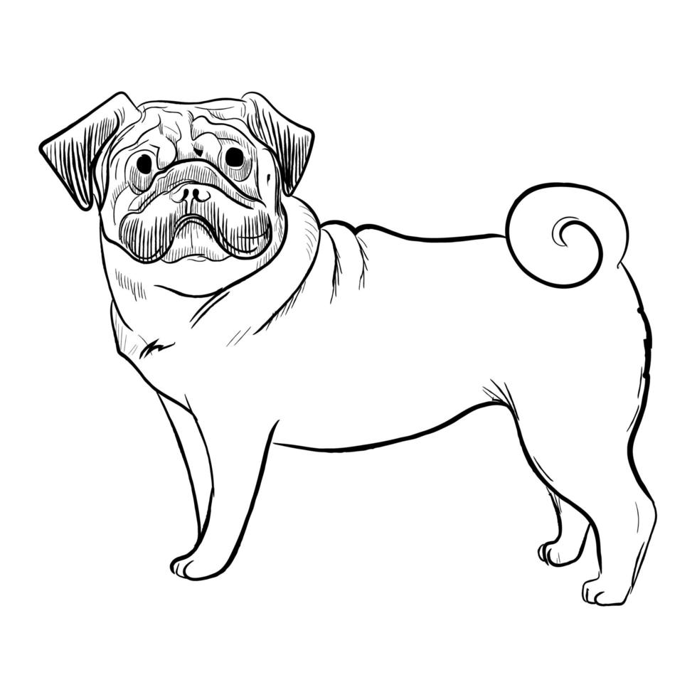 cão pug isolado no fundo branco. vetor