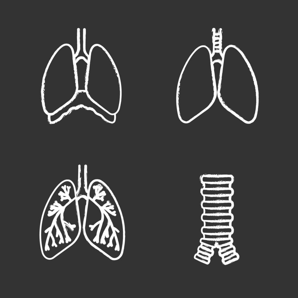 conjunto de ícones de giz de órgãos internos. sistema respiratório. traqueia, pulmões, brônquios, bronquíolos, cavidade torácica, diafragma. ilustrações de quadro-negro vetoriais isolados vetor