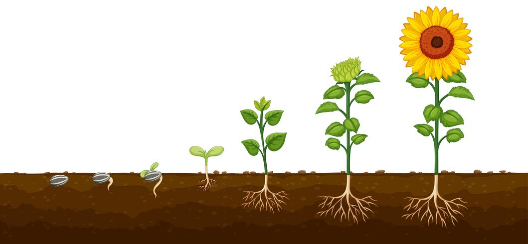 Diagrama de progresso do crescimento das plantas vetor