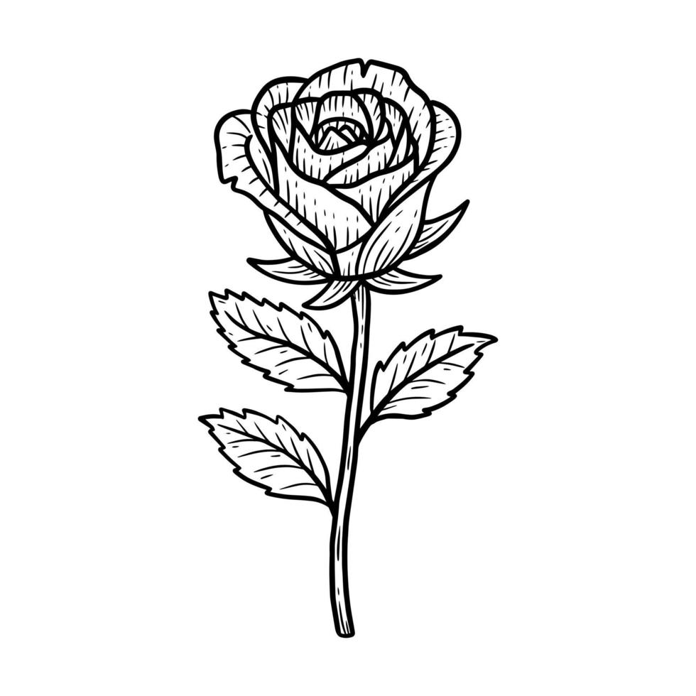 flor desenhada à mão rosa com folha natural isolada ilustração de arte de  linha botânica preta 5390675 Vetor no Vecteezy