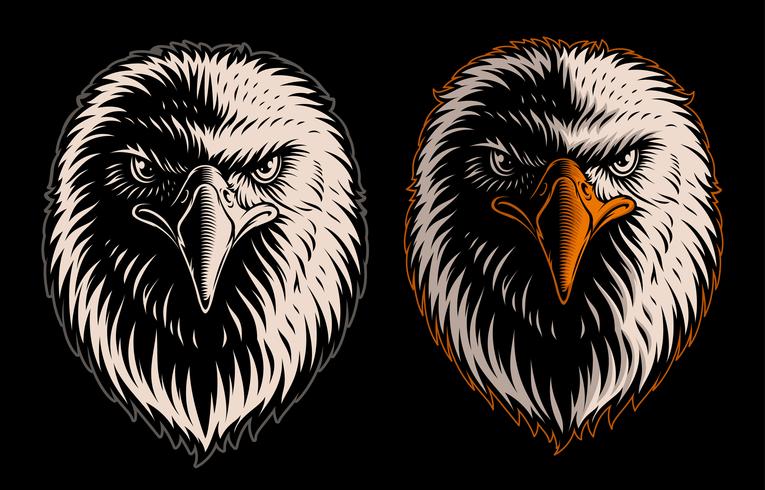 Vetorial, ilustração, de, cabeça branca, águia vetor