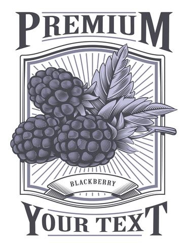 Rótulo vintage de blackberry vector