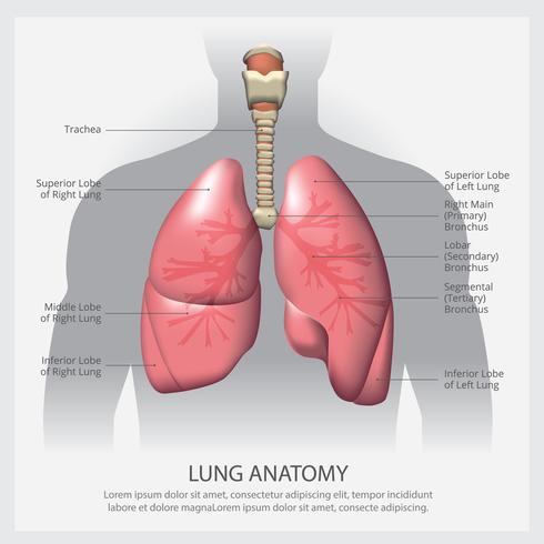 Pulmão com ilustração vetorial de detalhe vetor