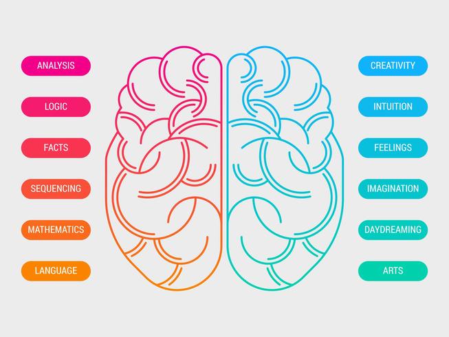 Vetor de hemisférios cérebro humano bonito