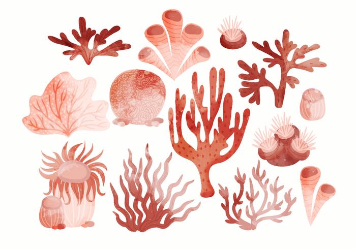 Vector mão desenhada conjunto de corais