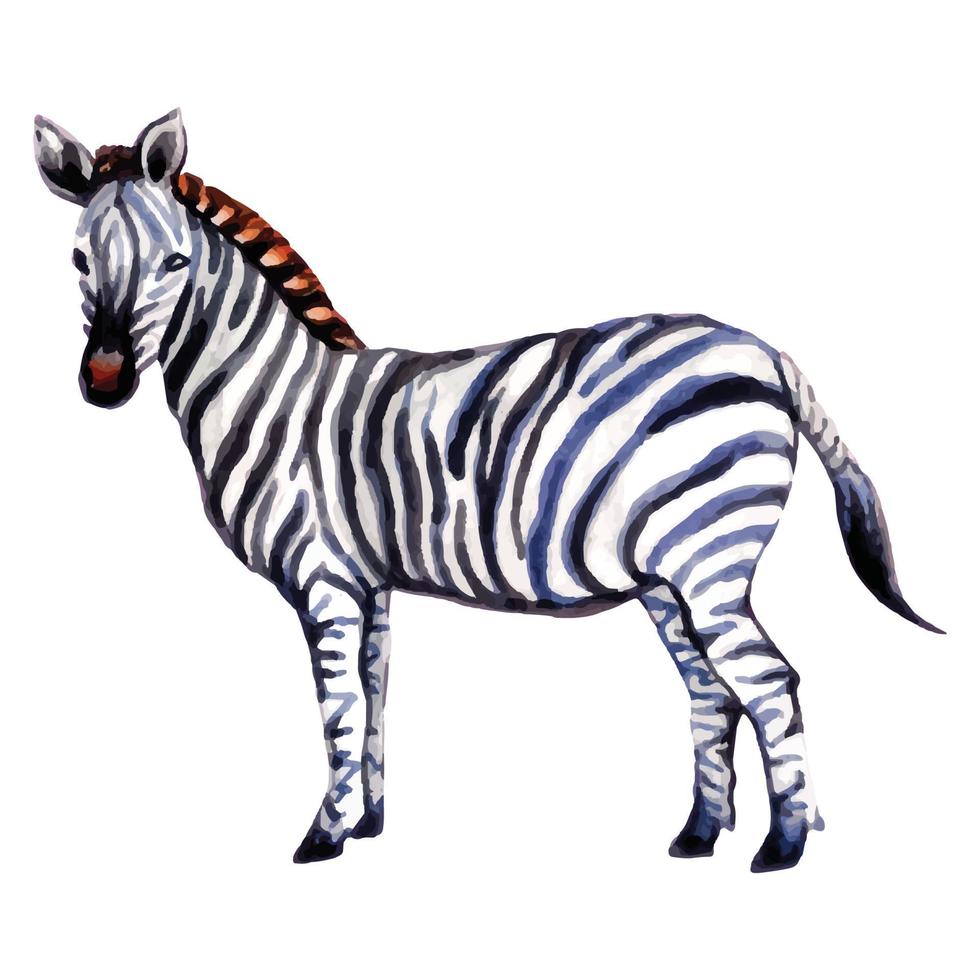 zebra aquarela popular vetor