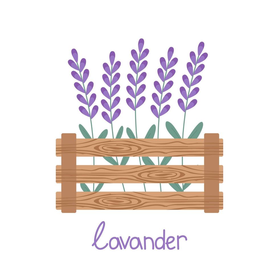 flores de lavanda crescem em uma caixa de madeira. ilustração vetorial isolada. para um projeto ou um cartão postal vetor