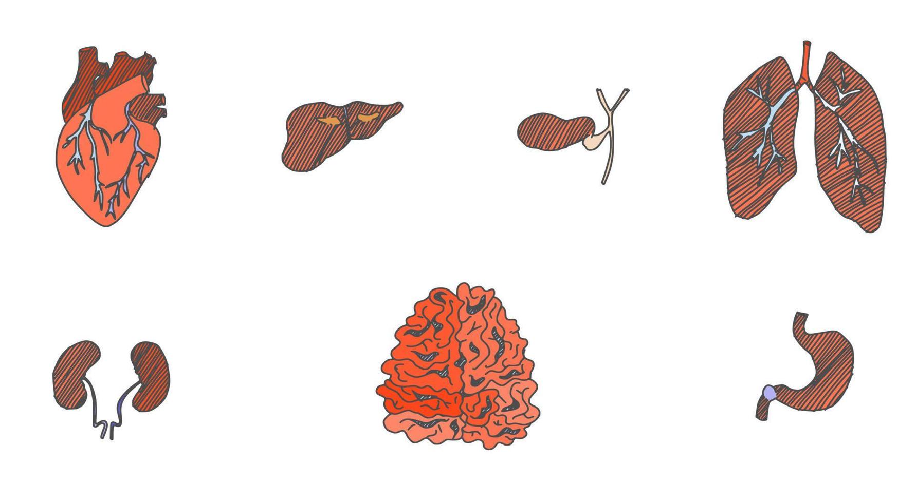 órgãos humanos rins cérebro pulmões coração. vetor novo
