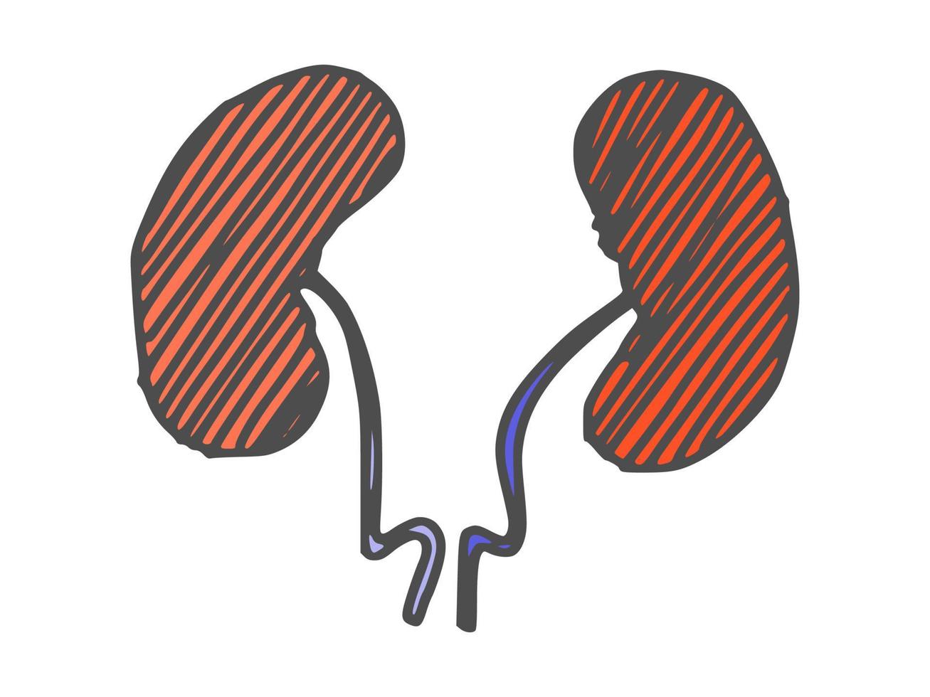 desenho de rim de órgão humano. vetor de desenho de rabiscos