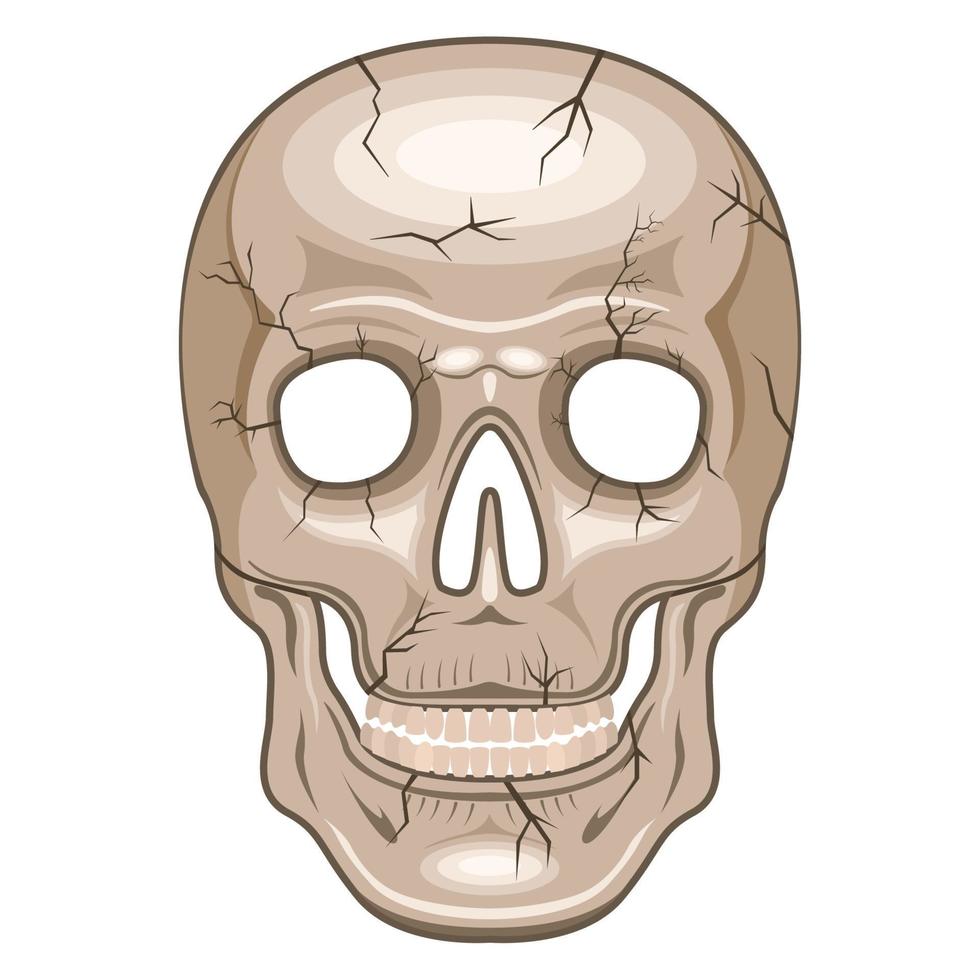 crânio humano vista frontal estilo cartoon isolado fundo branco vetor
