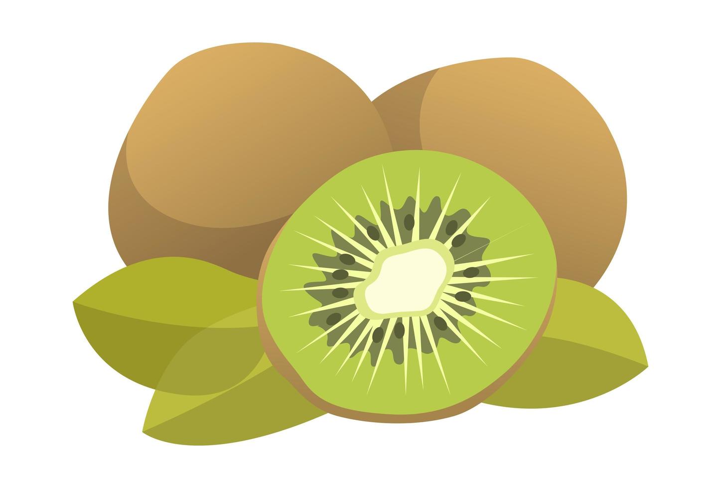 kiwi realista em fundo branco - vetor