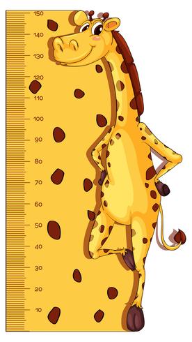Gráfico de medição de altura com girafa no fundo vetor