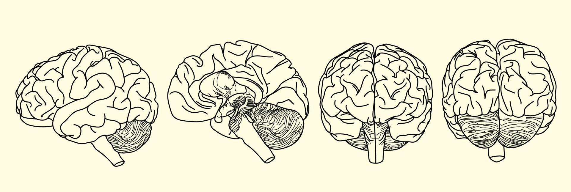 contorno do cérebro realista definido em ilustração vetorial com vista lateral de metade frontal vetor