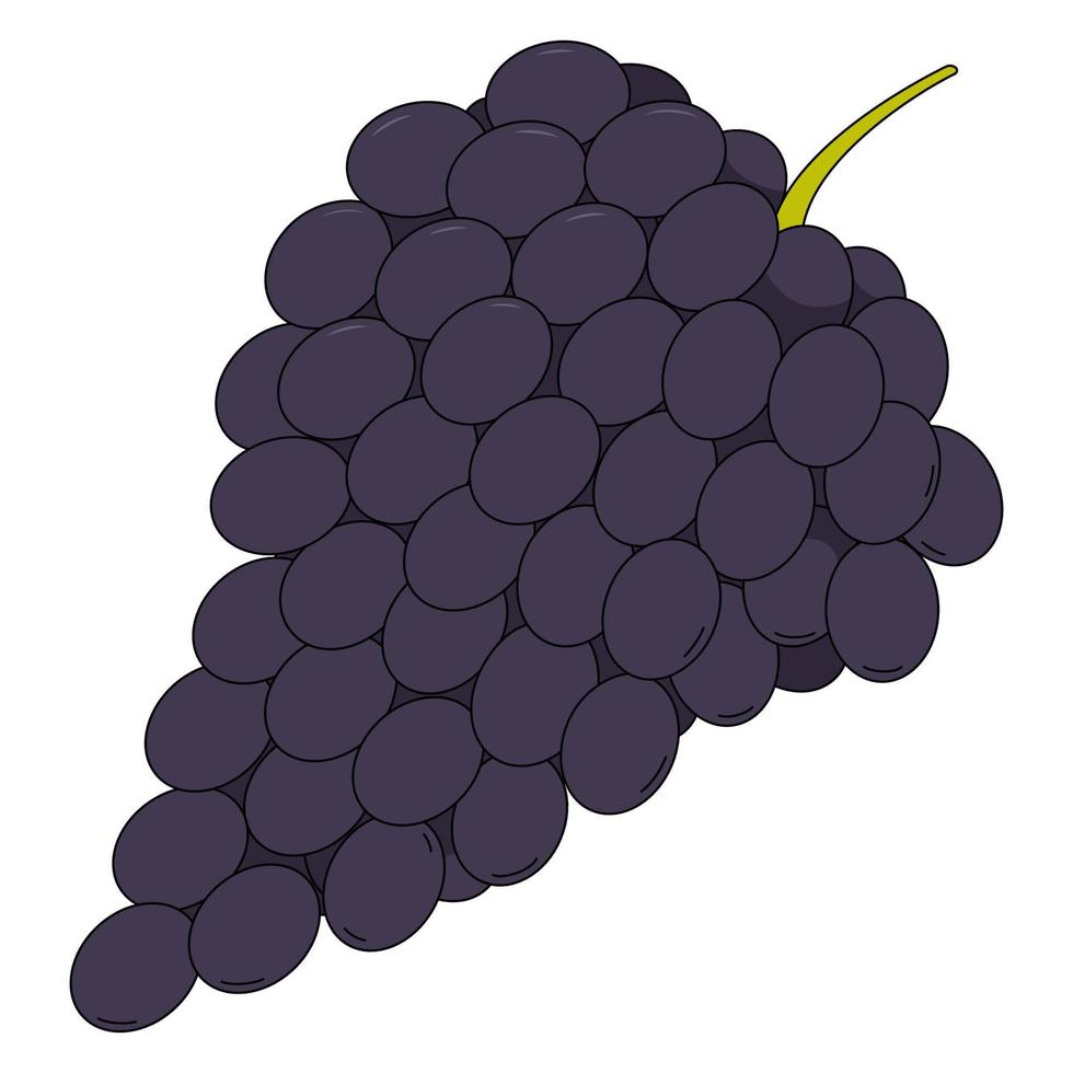ilustração em vetor de uva. cacho de uvas em estilo cartoon, isolado no fundo branco