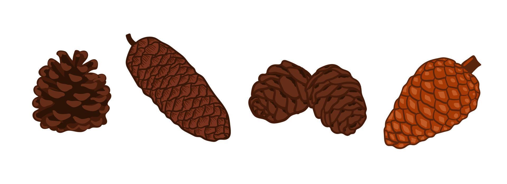 conjunto de conjunto de ilustração vetorial de cones de coníferas. pinho, abeto, cedro, larício, cones de abeto, inverno natureza clipart para design, impressão, cartão, natal, saudações, papéis de parede, plano de fundo vetor