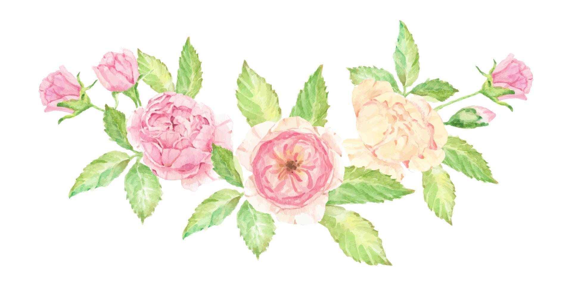 aquarela lindo buquê de flores rosas inglesas isolado no fundo branco vetor