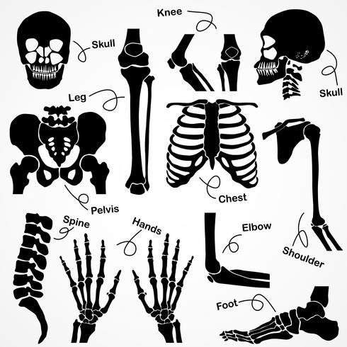 Esqueleto humano coleção vetor