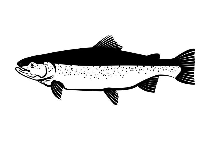 Vetor salmon da ilustração do desenho dos peixes.