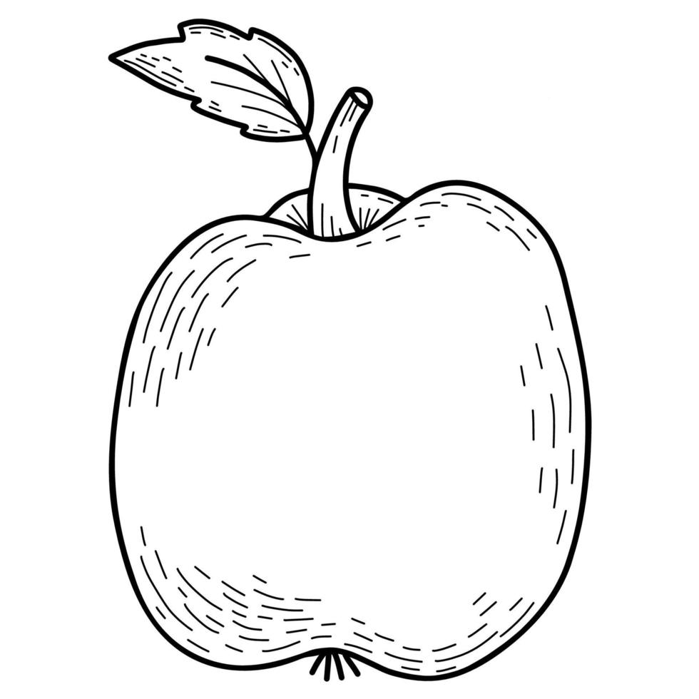 maçã. fruta. ilustração vetorial. desenho de mão linear vetor
