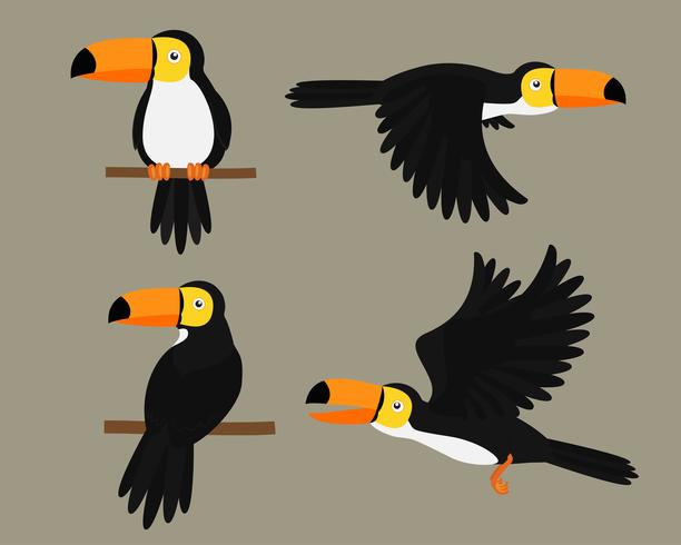 Conjunto de tucanos pássaro personagem dos desenhos animados - ilustração vetorial vetor