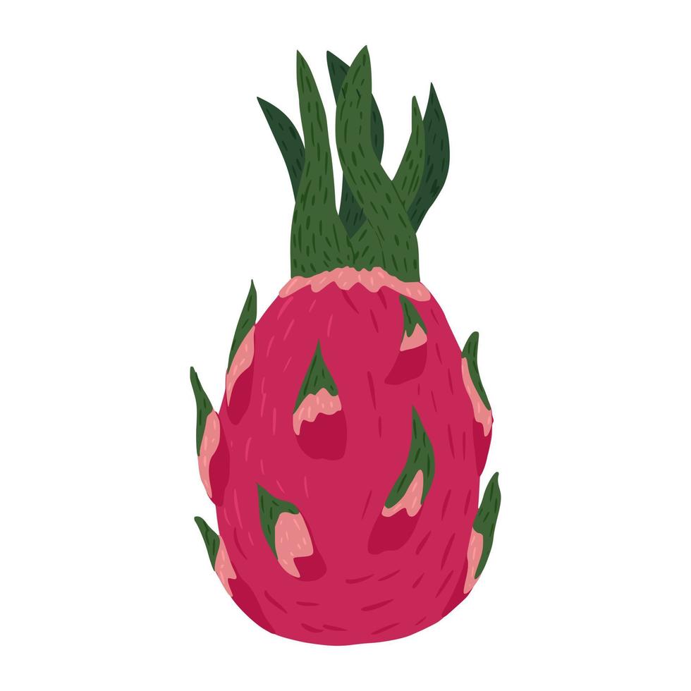 fruta do dragão isolada no fundo branco. comida tropical cor-de-rosa no estilo doodle. vetor