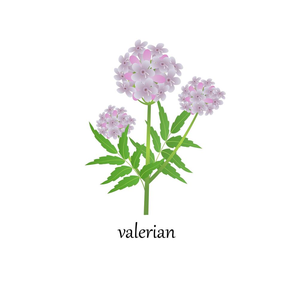 ilustração em vetor de um raminho de valeriana florescendo, uma planta medicinal, isolada em um fundo branco.