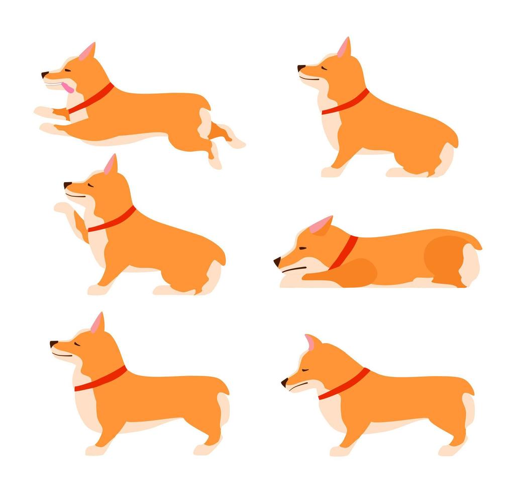 conjunto de poses e emoções cão. conjunto de corgi de galês. ensinar cachorro. fique, espere, sente-se. vetor