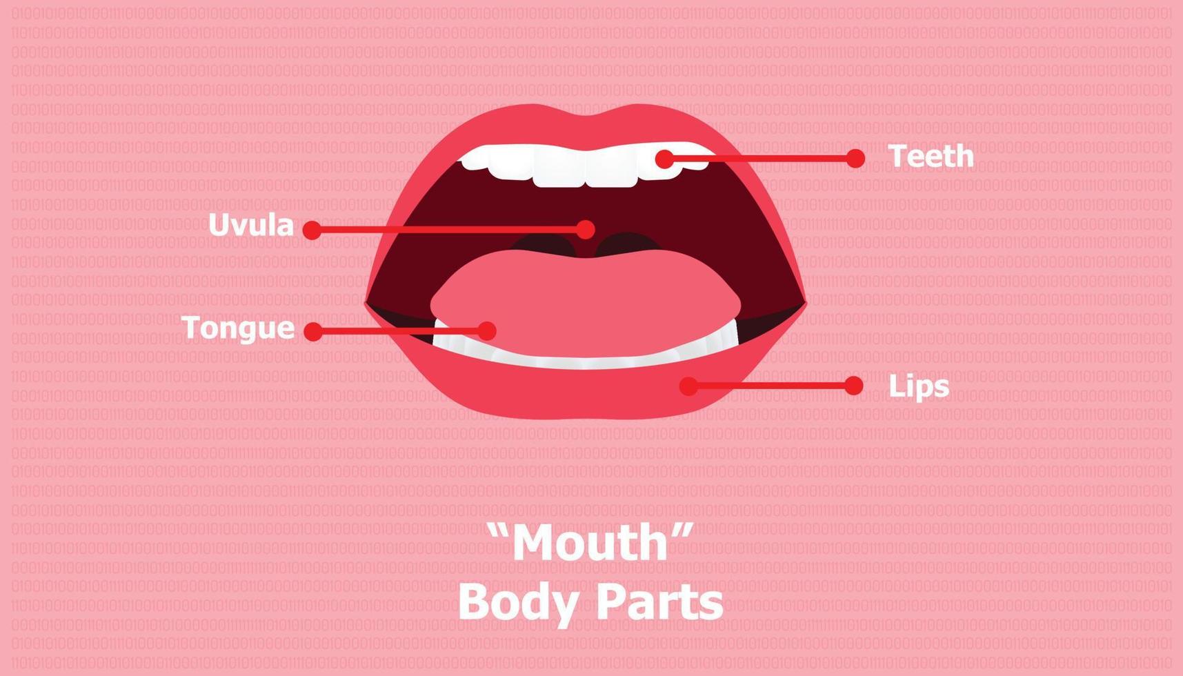 partes da boca lábios, língua, úvula, dentes. ilustração vetorial eps10 vetor