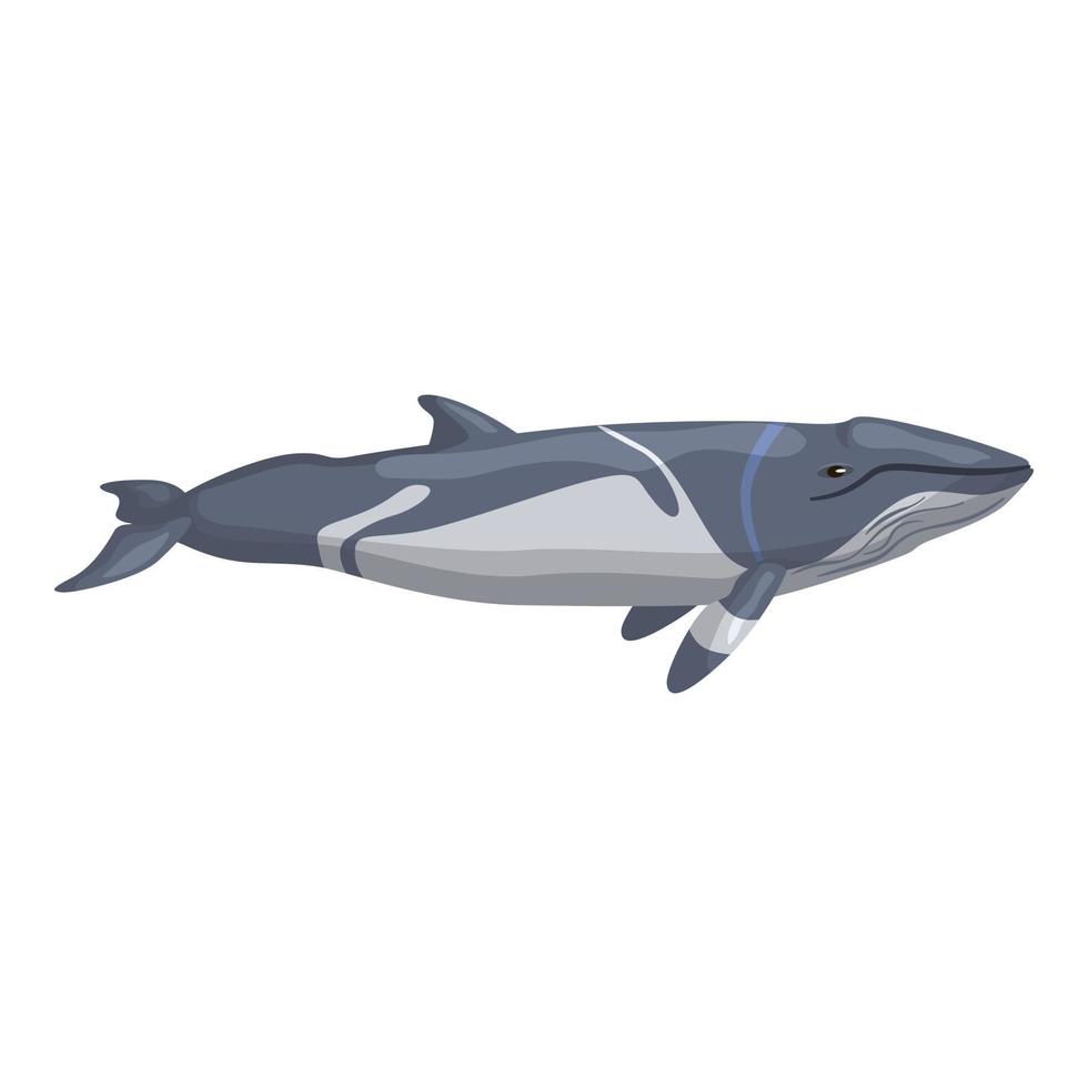 menor rorqual isolado no fundo branco. personagem de desenho animado do oceano para crianças. impressão simples com mamífero marinho. vetor