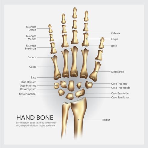 Anatomia do osso de mão com ilustração vetorial de detalhe vetor