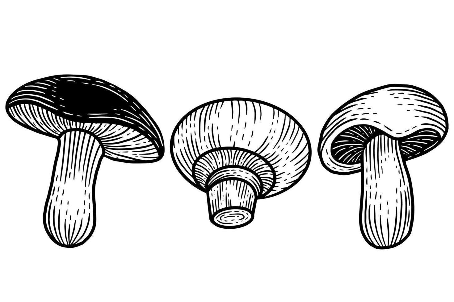 definir comida saudável de cogumelo gravada ilustração de contorno desenhado à mão vetor