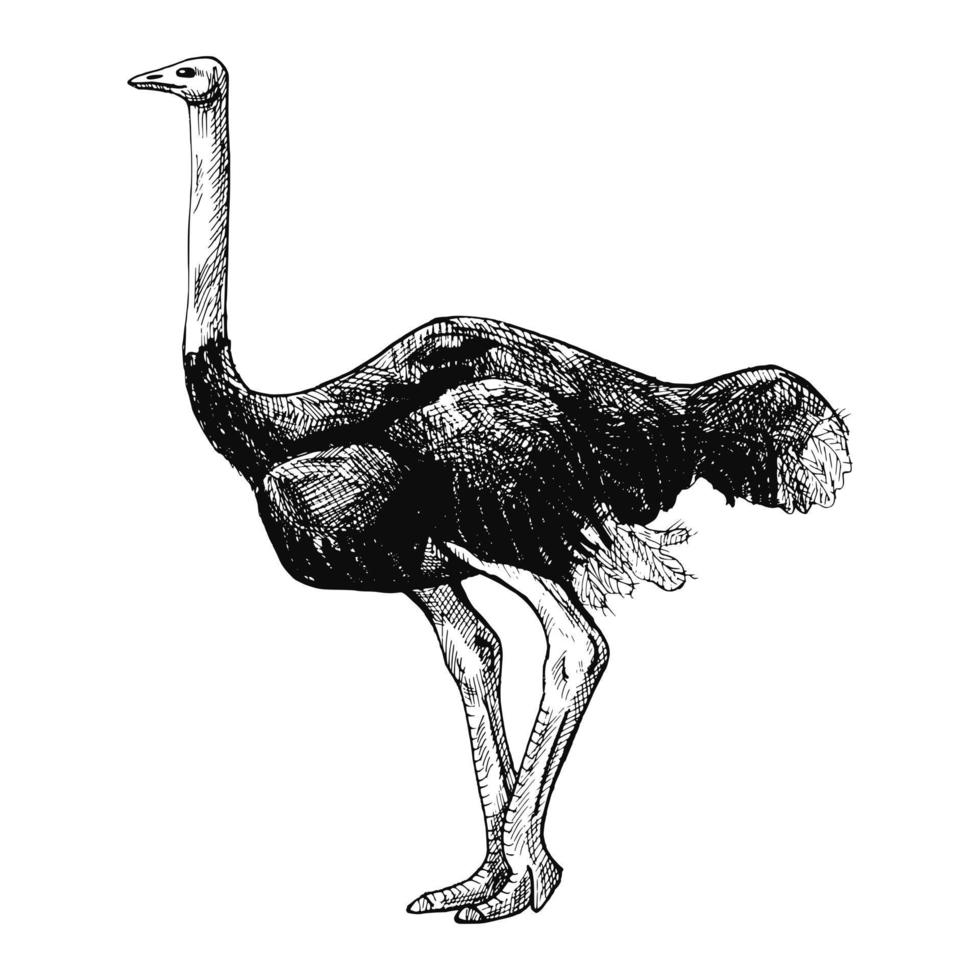 avestruz isolado no fundo branco. esboço gráfico grande pássaro da savana em estilo de gravura. vetor