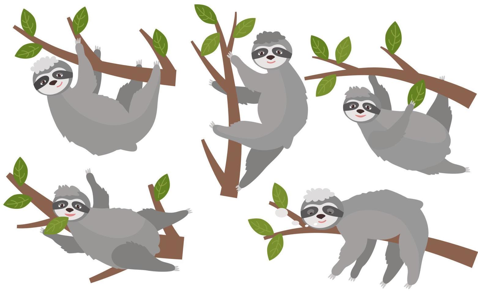 um conjunto de preguiças fofas em árvores em poses diferentes. ilustração isolada em um fundo branco. para o berçário. vetor