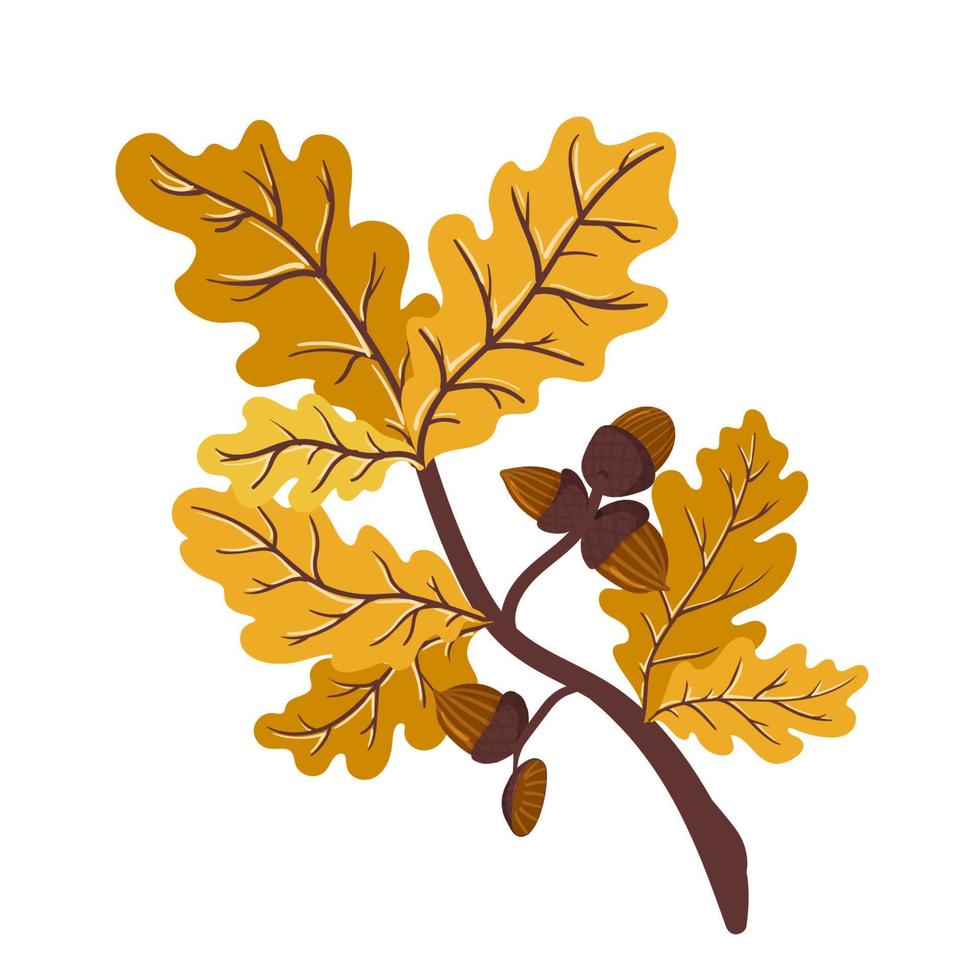 ramo de carvalho com folhas e bolotas de outono amarelo e laranja. ilustração em vetor de um galho de árvore de folha caduca isolado em um fundo branco.