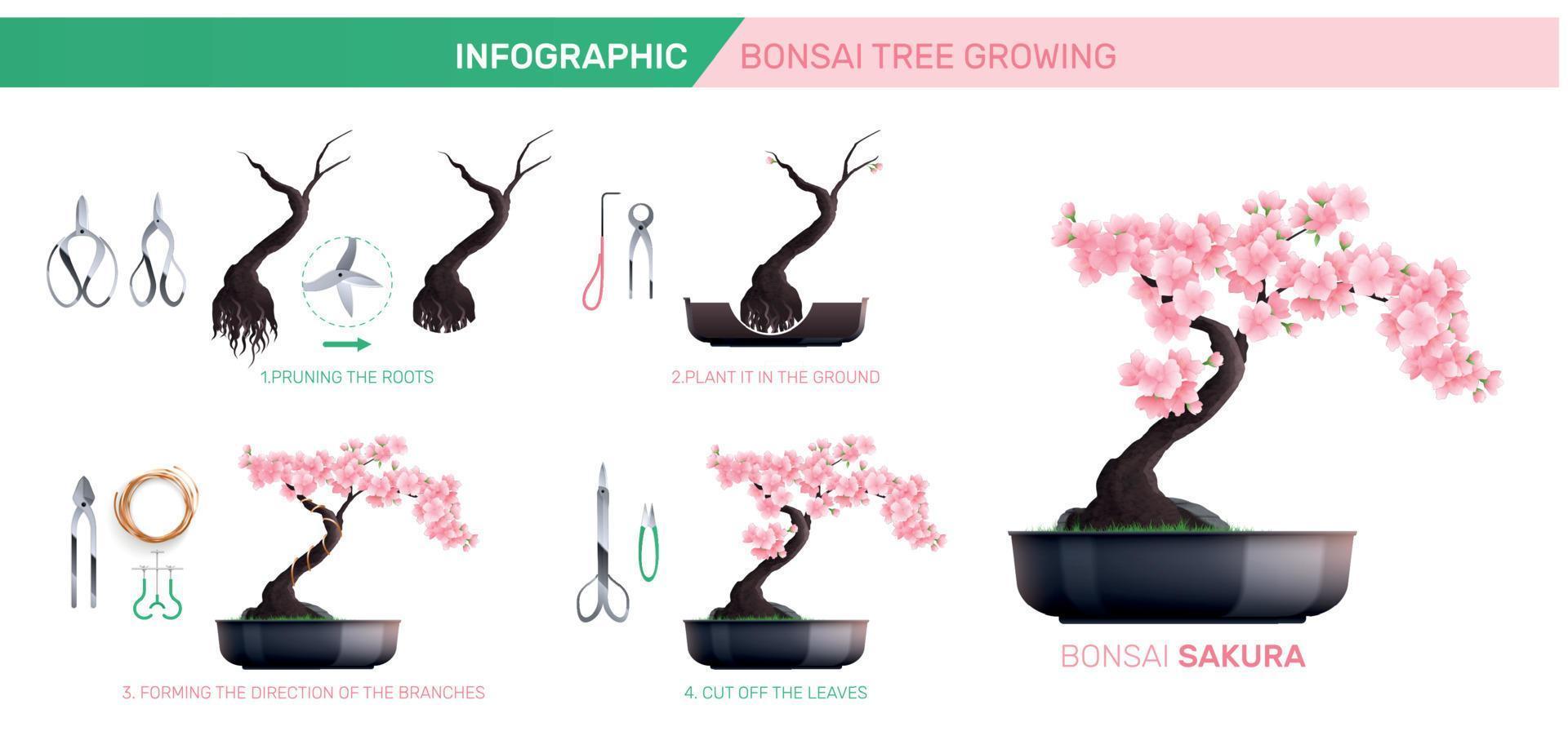 infográficos de cultivo de bonsai vetor
