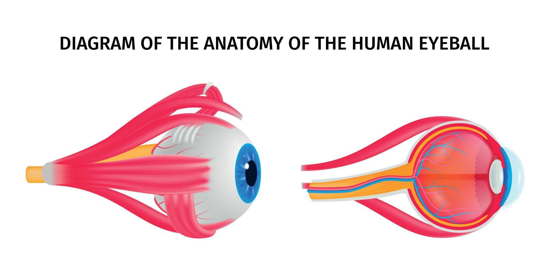 diagrama de anatomia do olho humano vetor