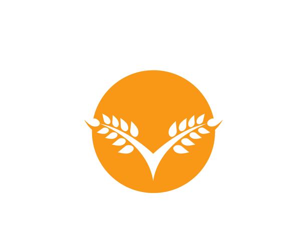 Modelo de logotipo de trigo de agricultura, vida saudável logo vector ícone do design