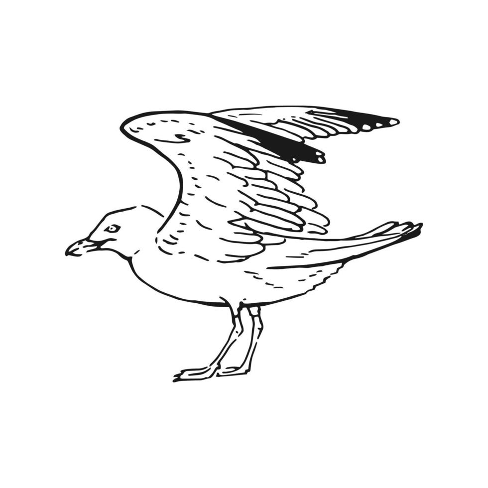esboço de gaivotas a voar. mão desenhada ilustração convertida em vetor. estilo de arte de linha isolado no fundo branco. vetor