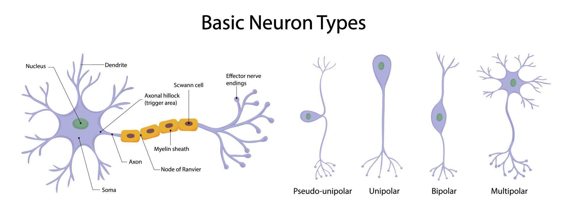 tipos de neurônios isolados em fundo branco em estilo cartoon vetor