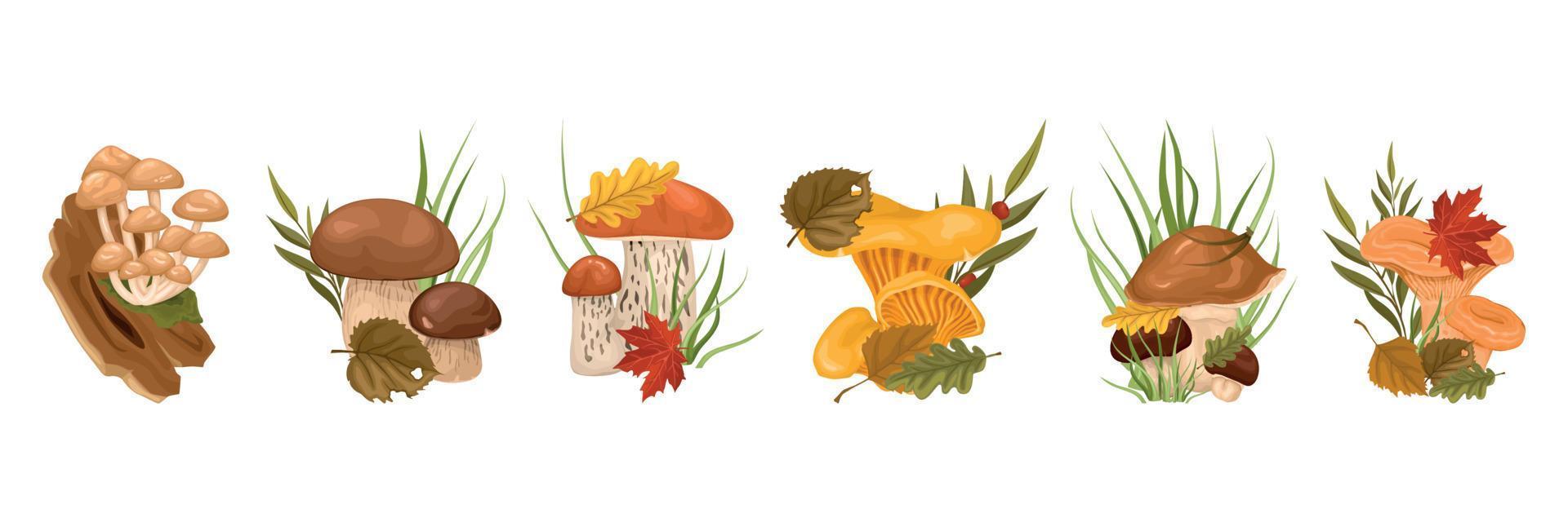 cogumelos da floresta com conjunto de desenhos animados de folhas vetor