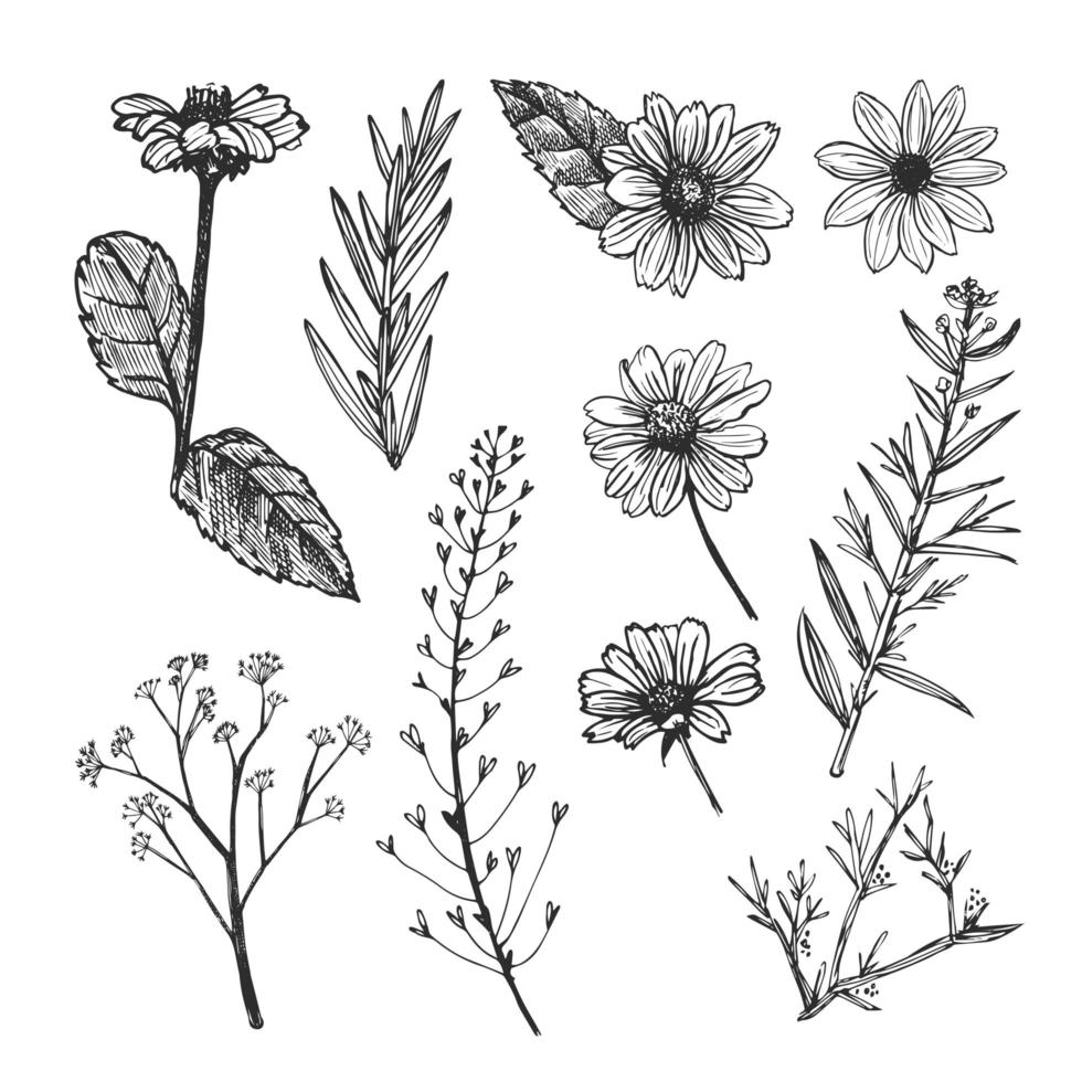 Helianthus e plantas de ervas esboço desenhado à mão. vetor