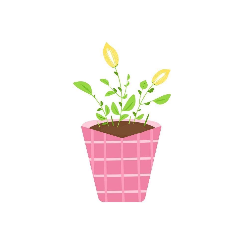 lírios floridos amarelos em um pote de cerâmica rosa. flores de planta de casa isolam em um fundo branco. ilustração vetorial. vetor