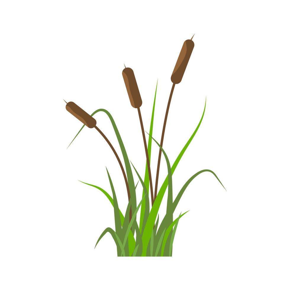 ícone de juncos, plantas no rio na grama verde. ilustração em vetor plana simples isolada no fundo branco