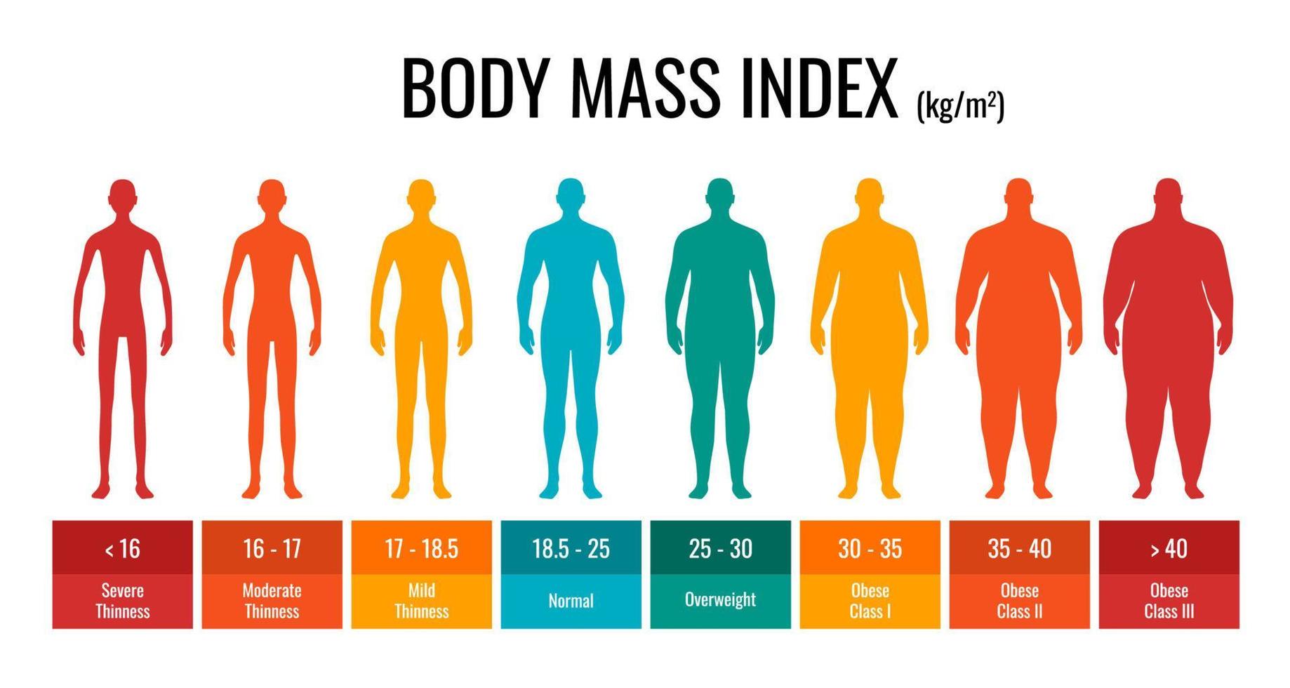 conjunto de homem de medição de gráfico de classificação bmi. infográfico de índice de massa corporal masculino com status de peso de baixo peso a severamente obeso. gráfico de controle de massa corporal médica. ilustração vetorial eps vetor