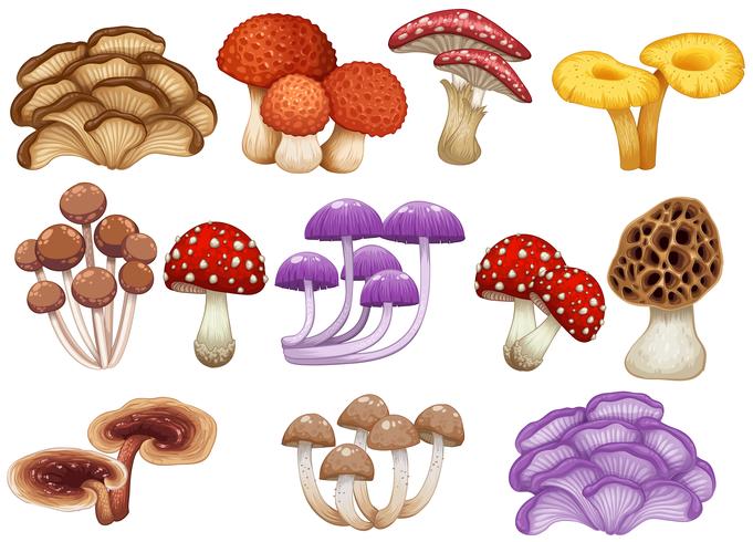 Conjunto de cogumelos diferentes vetor