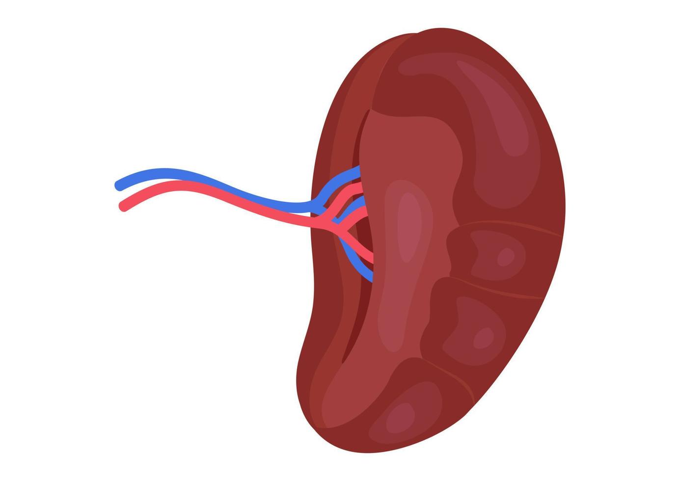 superfície visceral do baço isolado no fundo branco. ilustração vetorial do órgão do baço humano vetor