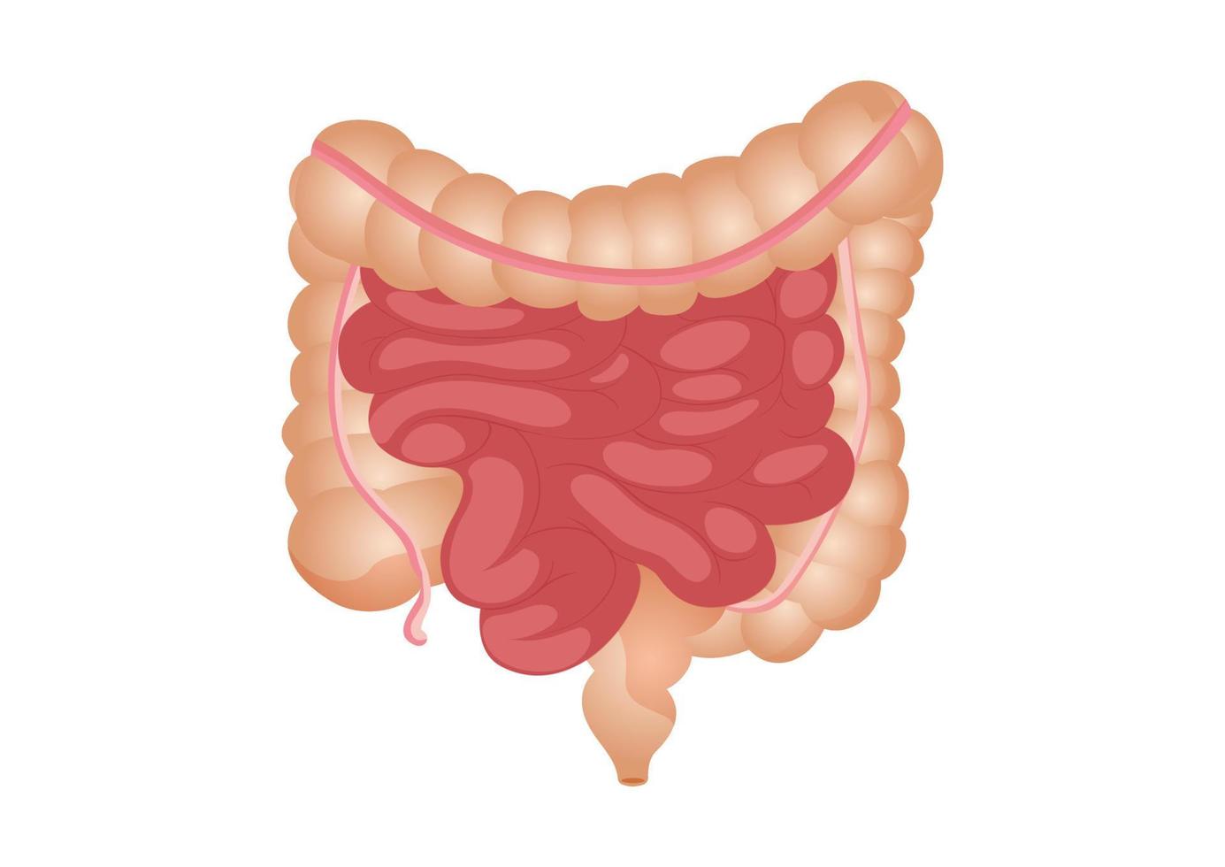 ilustração em vetor plana do intestino delgado e grosso. o órgão interno humano, o trato digestivo. ilustração em vetor de intestinos humanos isolados no fundo branco.