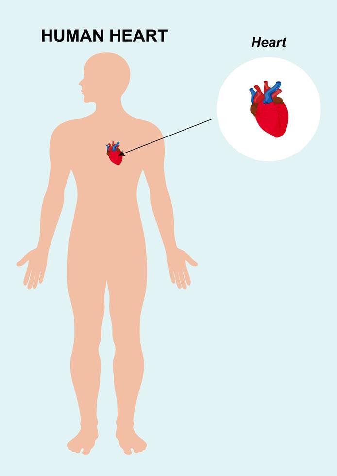 anatomia do órgão do coração humano. ilustração vetorial de fundo isolado de coração humano vetor